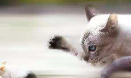 猫抓老鼠视频,一场欢乐的追逐战